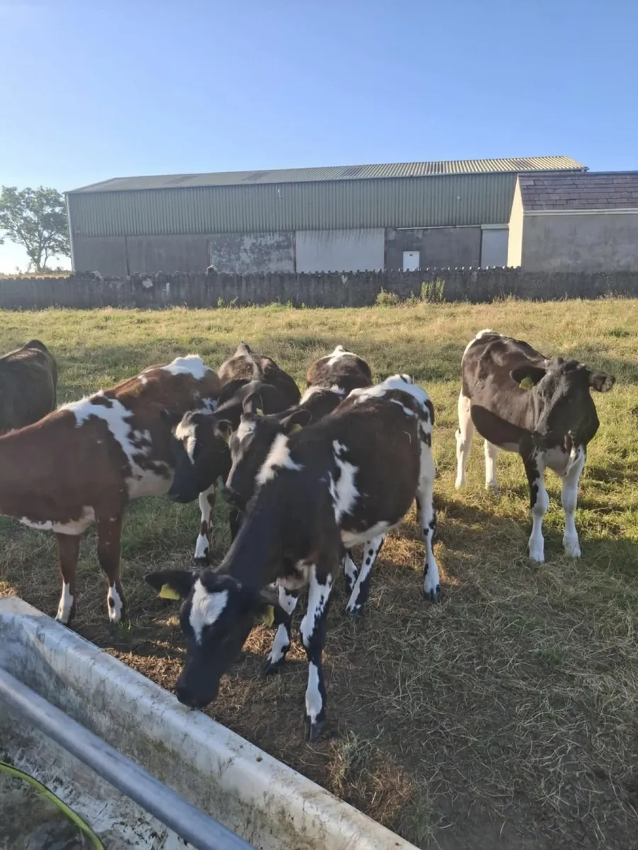 Calves - Image 1