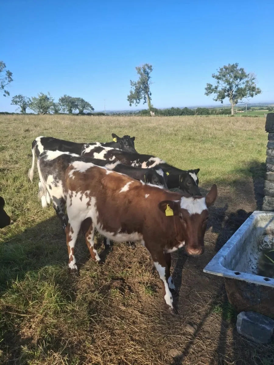Calves - Image 2