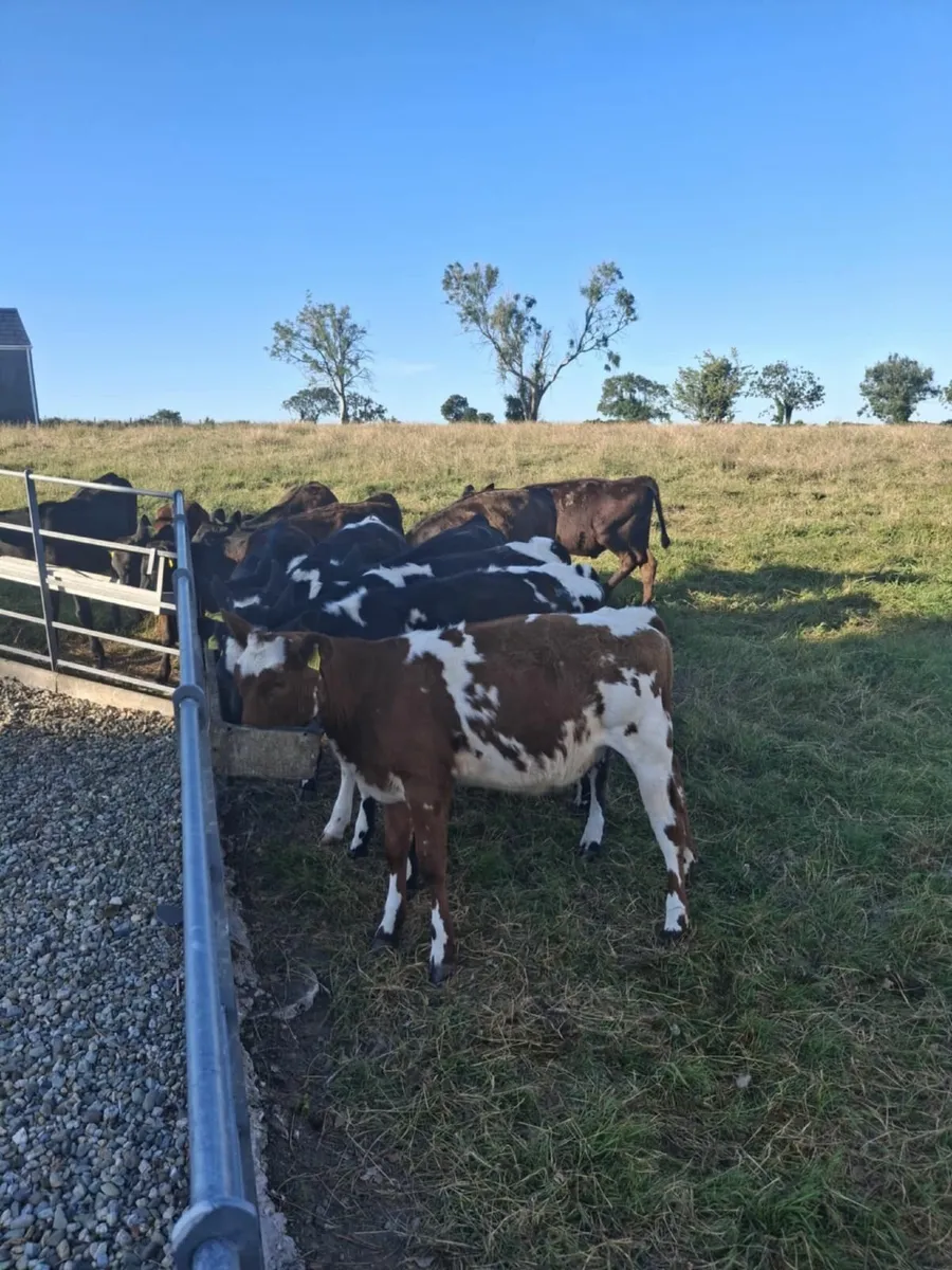 Calves - Image 3