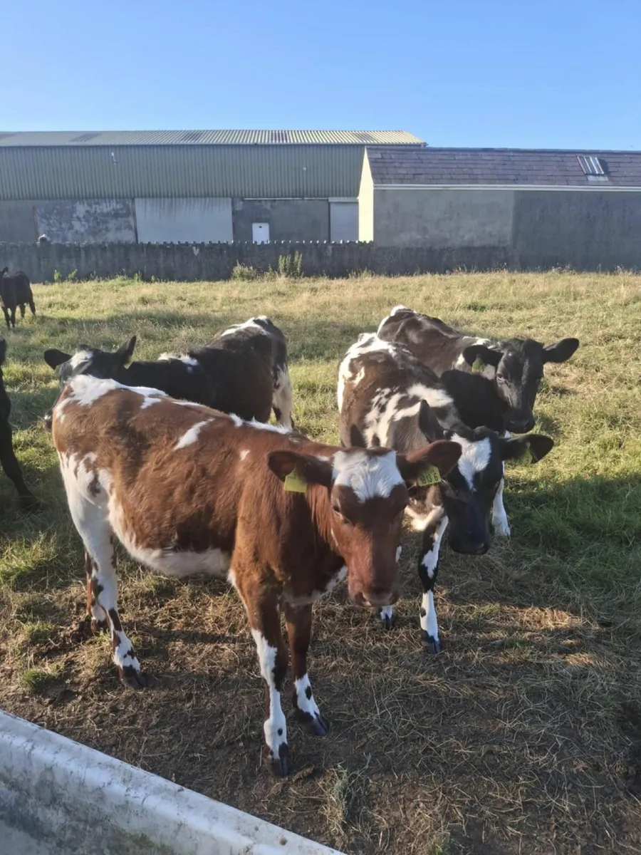 Calves - Image 4