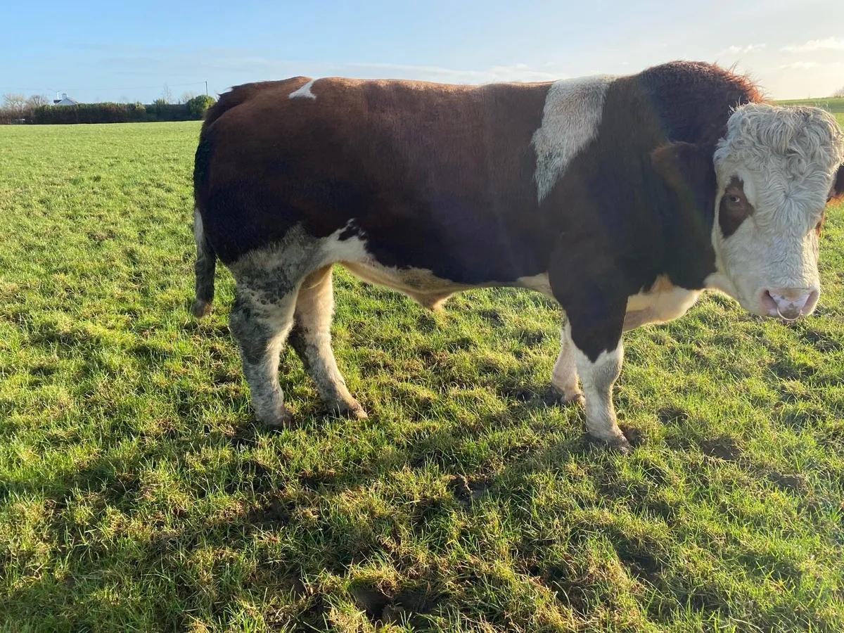 Simmental Heifer Calf - Image 4