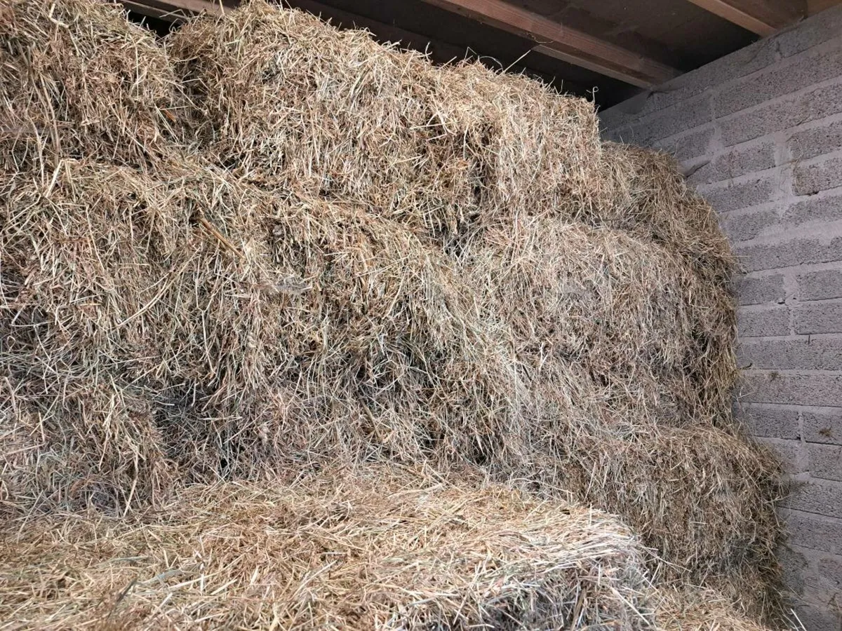 Hay 30 small bales - Image 2