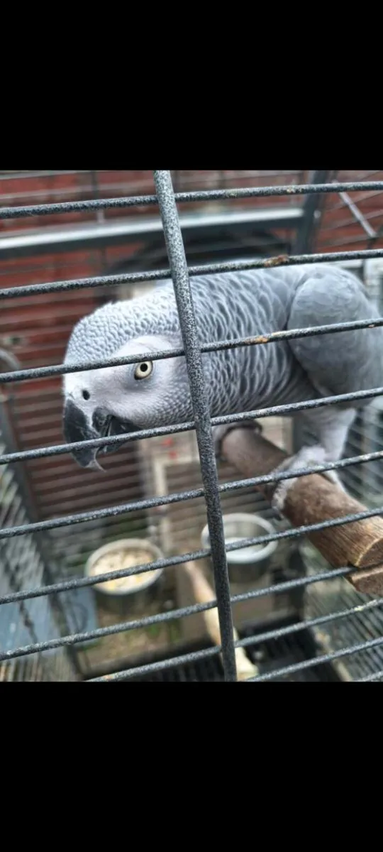 1 African Grey female and 1 Eclectus Female - Image 1
