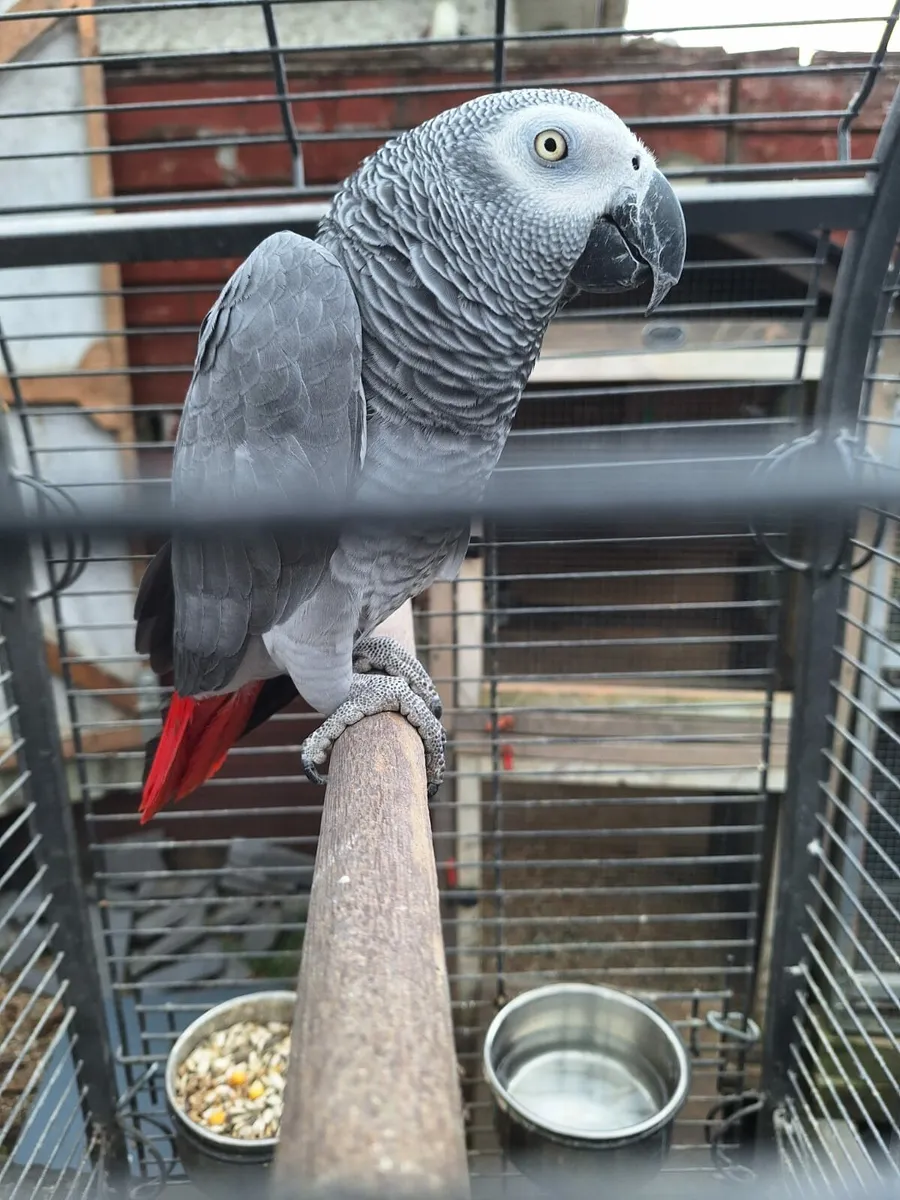 1 African Grey female and 1 Eclectus Female - Image 2