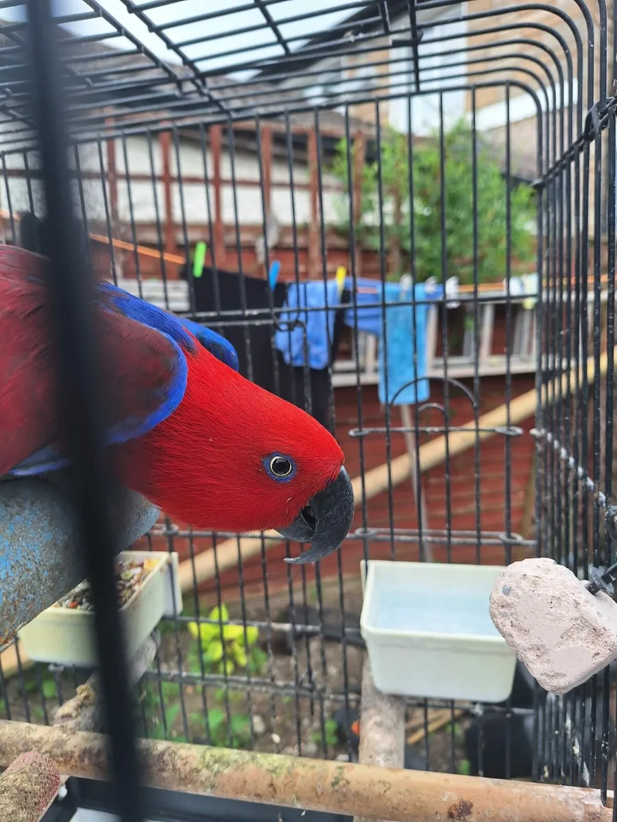 1 African Grey female and 1 Eclectus Female - Image 3