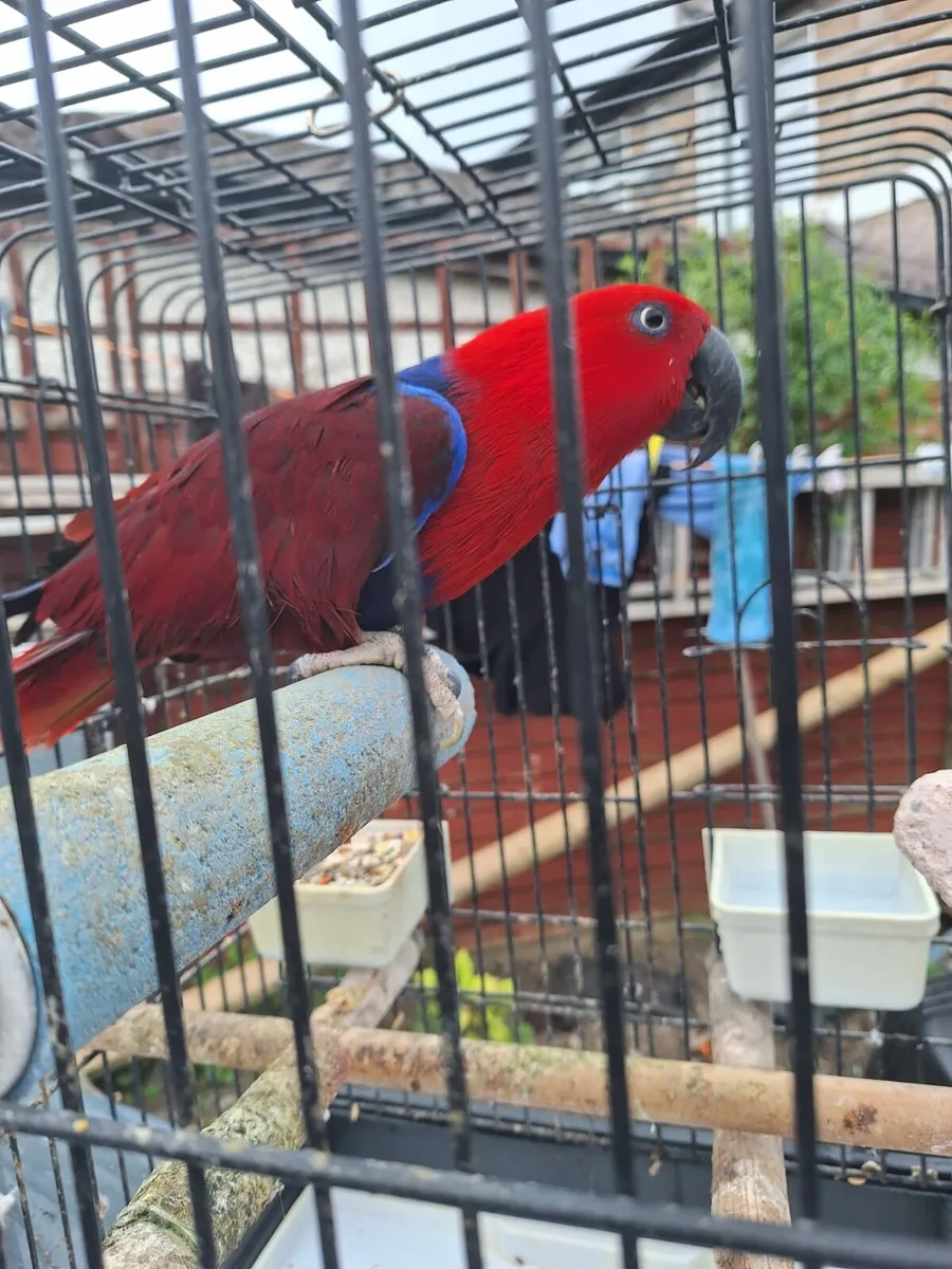 1 African Grey female and 1 Eclectus Female - Image 4