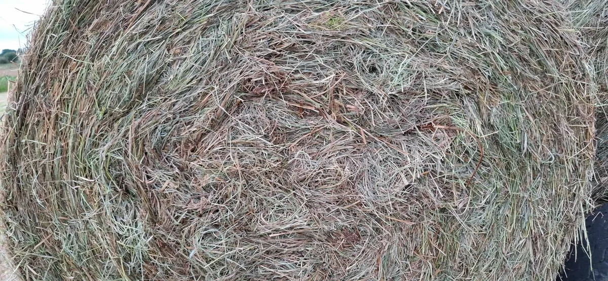 Hay - Image 1