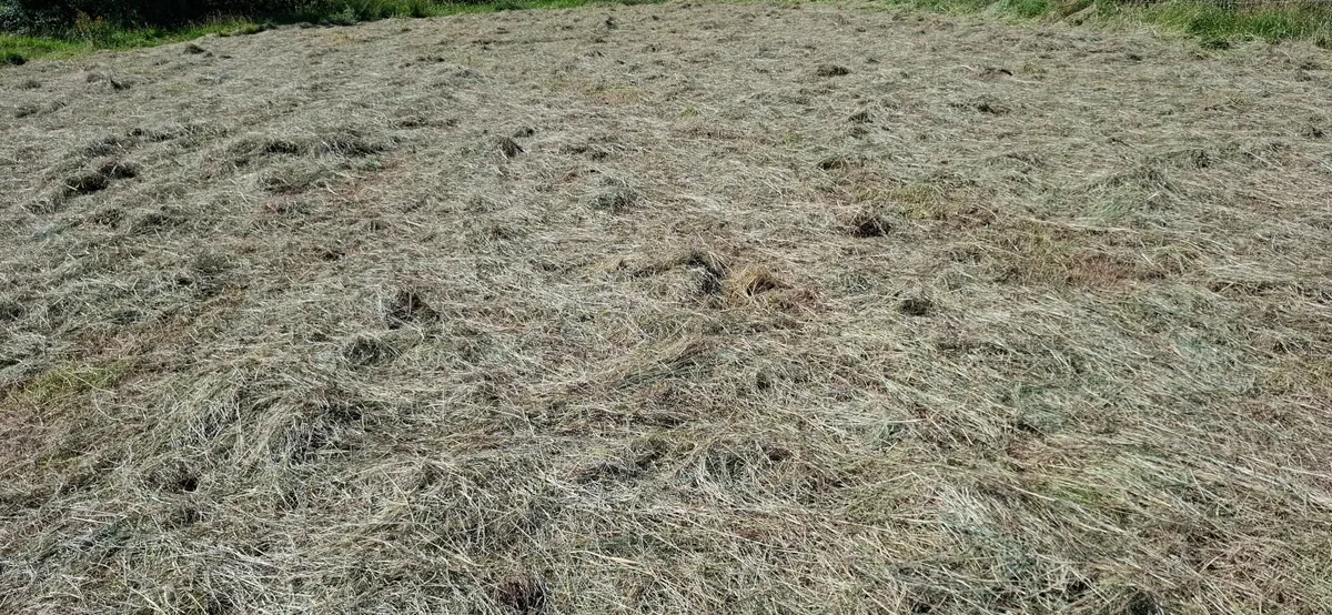 Hay - Image 2