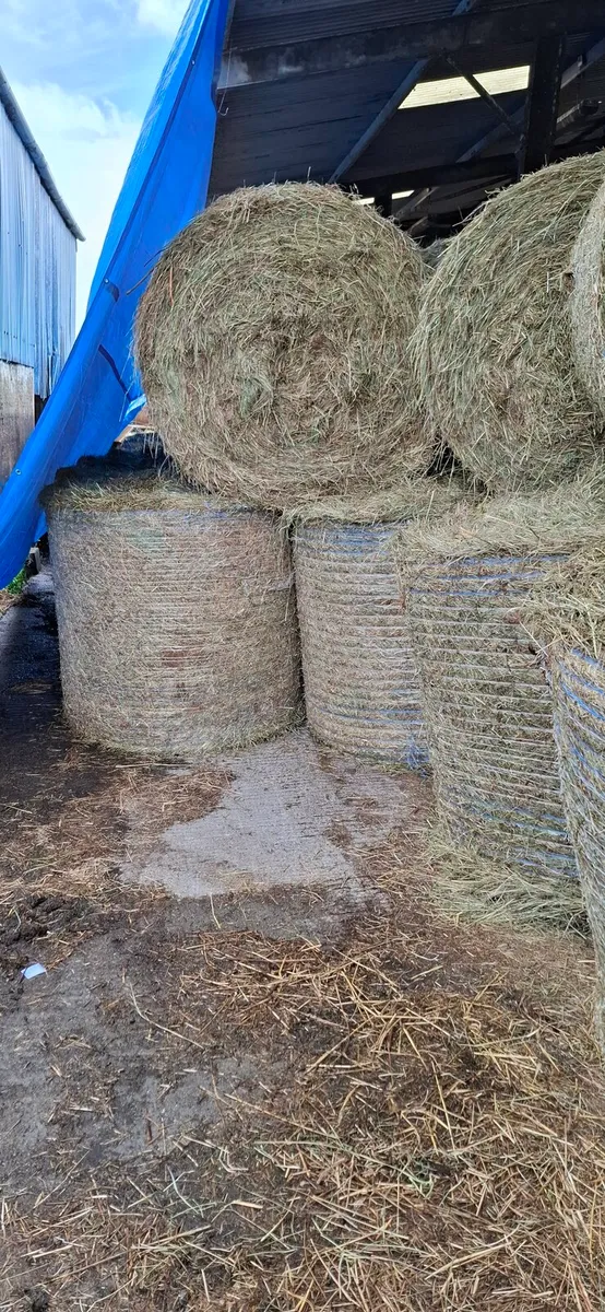 Hay - Image 3