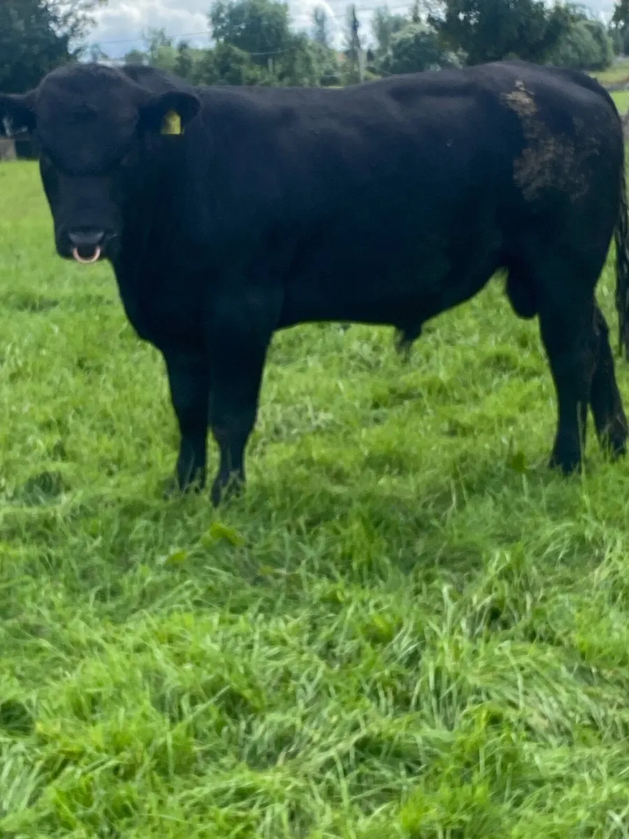 Angus bulls - Image 2