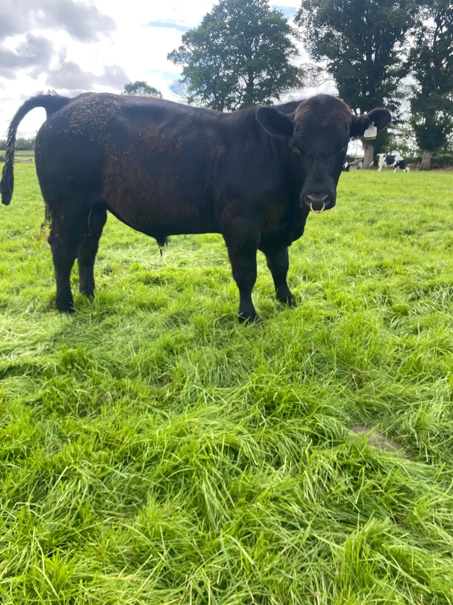 Angus bulls - Image 1