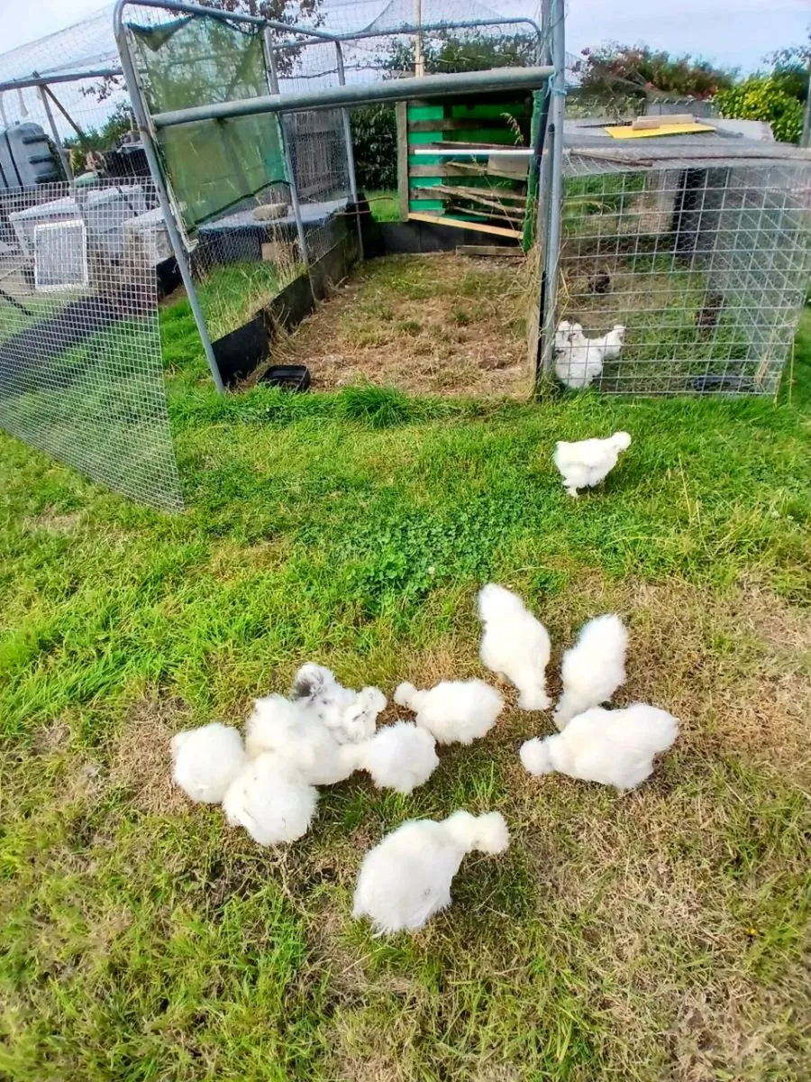 USA SILKIES USA BEARDED SILKIES - Image 1