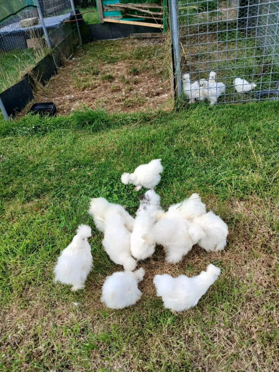 USA SILKIES USA BEARDED SILKIES - Image 3