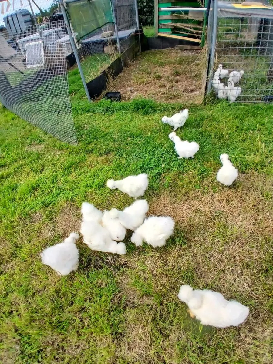 USA SILKIES USA BEARDED SILKIES - Image 4