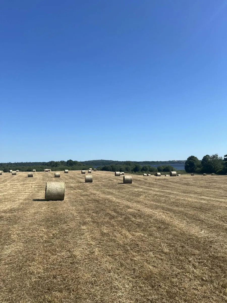 Hay for sale - Image 1