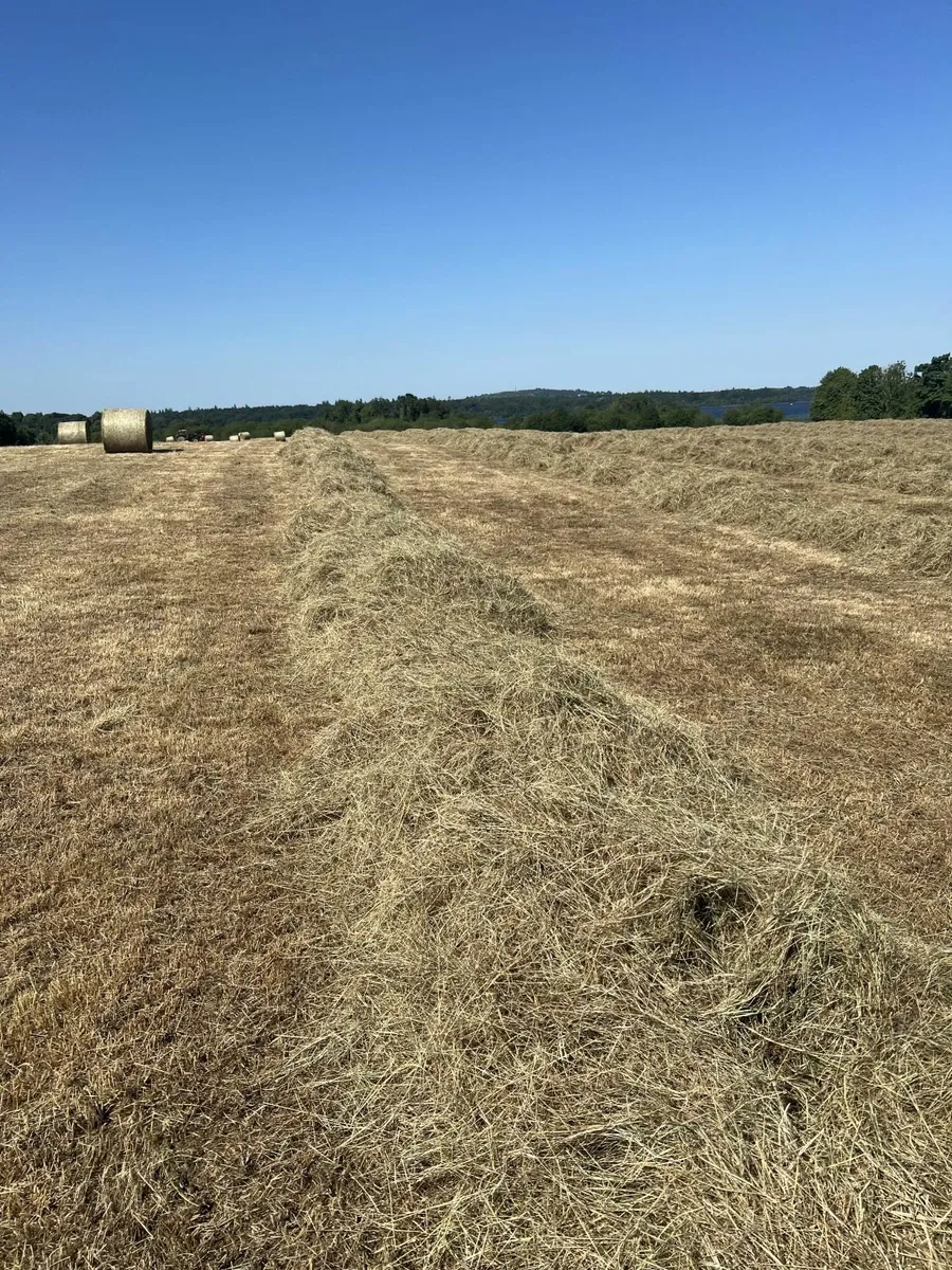 Hay for sale - Image 2