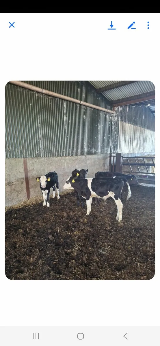 Calves - Image 1