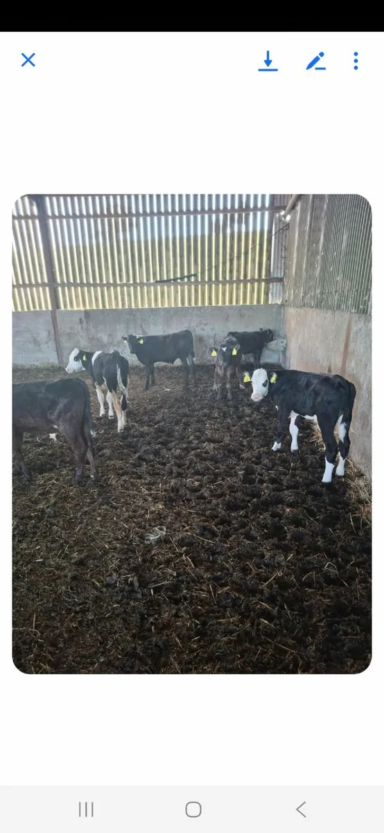Calves - Image 2