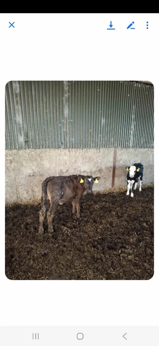 Calves - Image 3