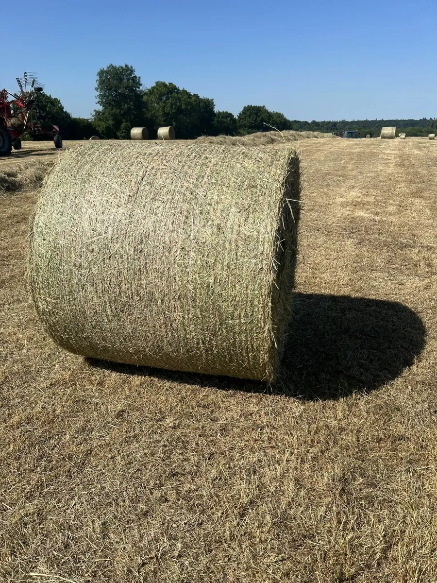 Hay for sale - Image 3