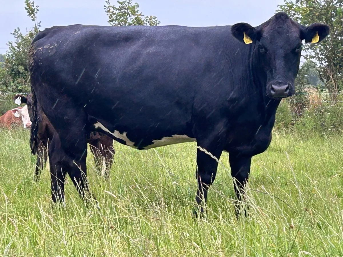 2 super incalf second calvers - Image 2