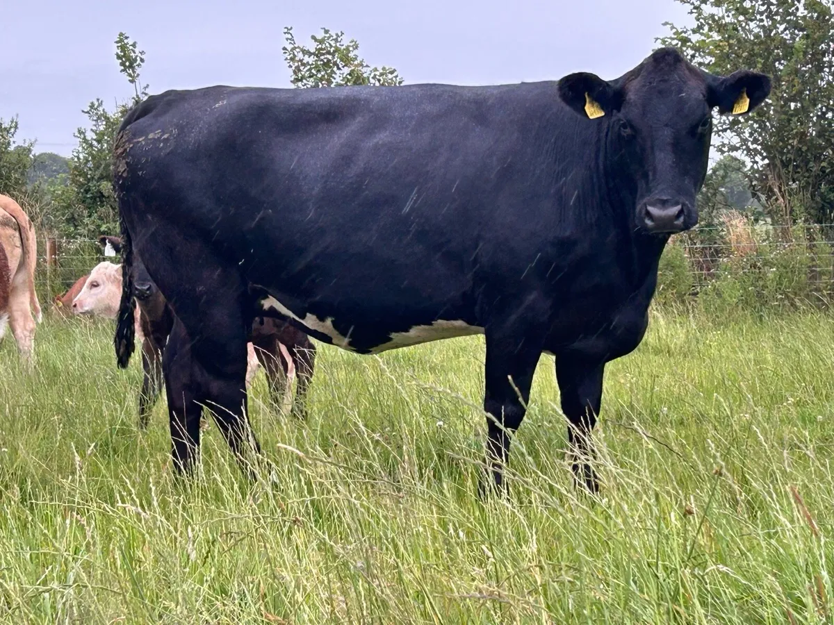 2 super incalf second calvers - Image 3