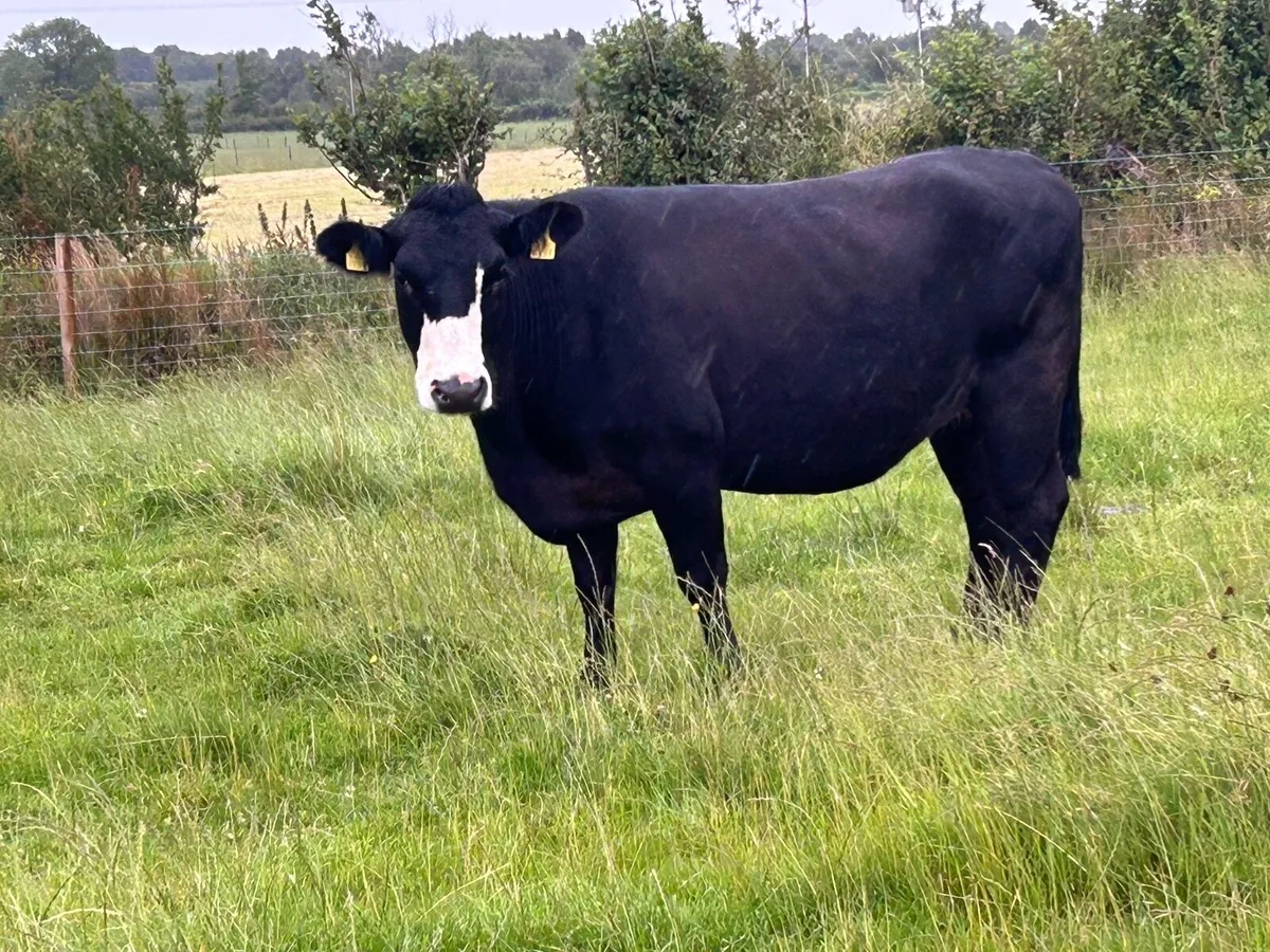 2 super incalf second calvers - Image 4