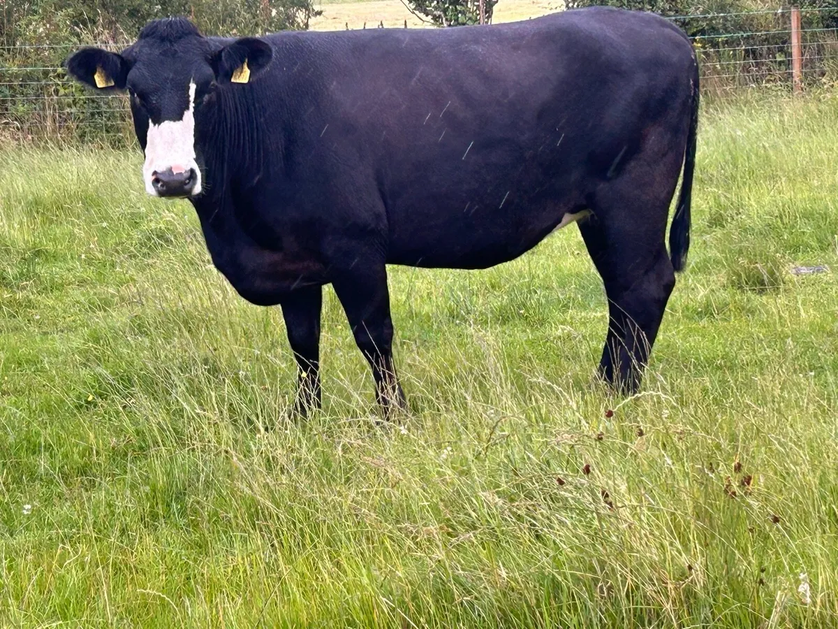 2 super incalf second calvers - Image 1