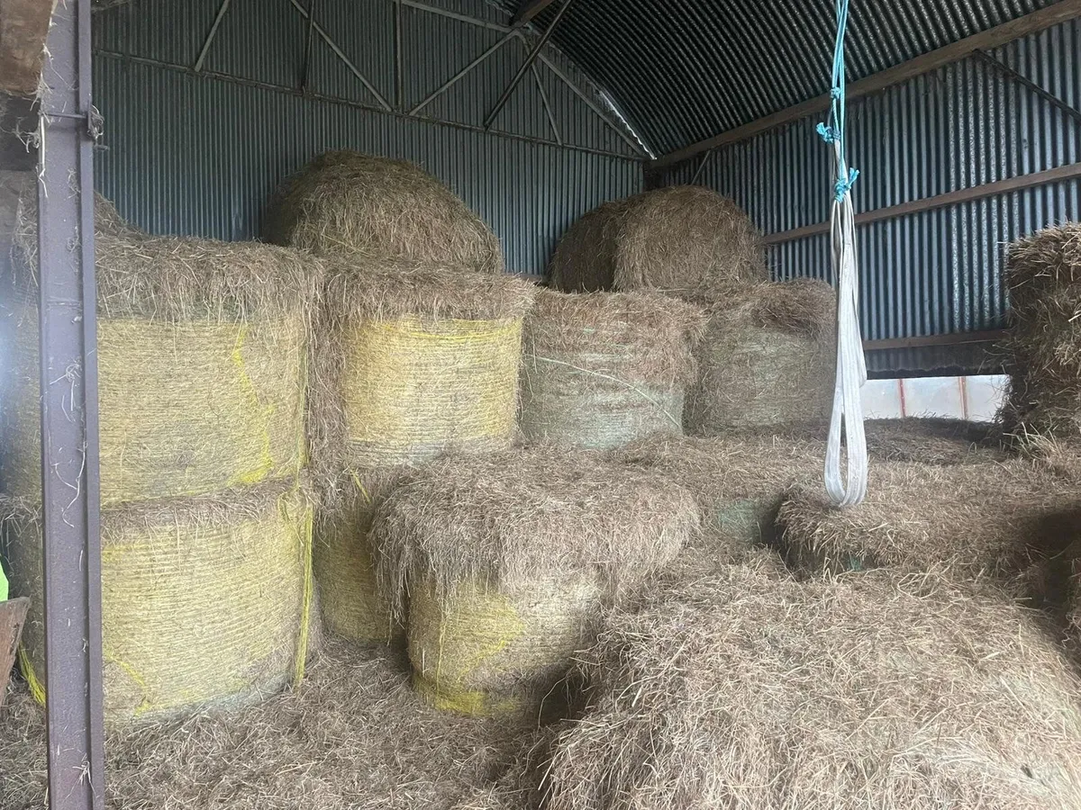 60 round bales of last years rushes / course hay - Image 1
