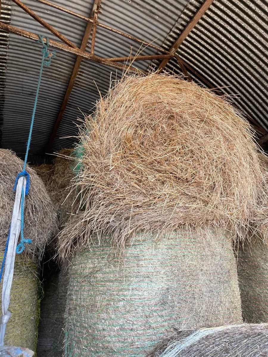 60 round bales of last years rushes / course hay - Image 2