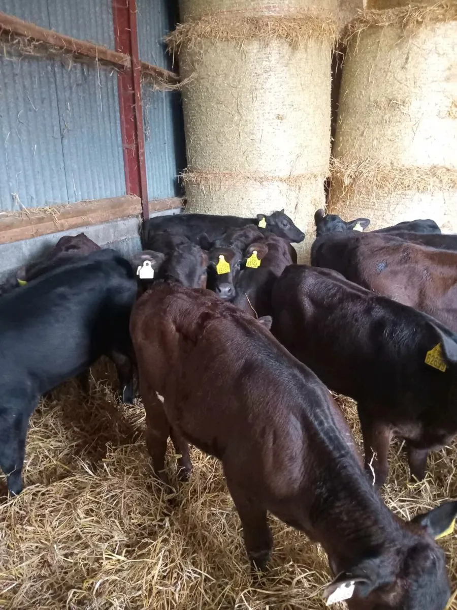 12 super quality reared calves - Image 1