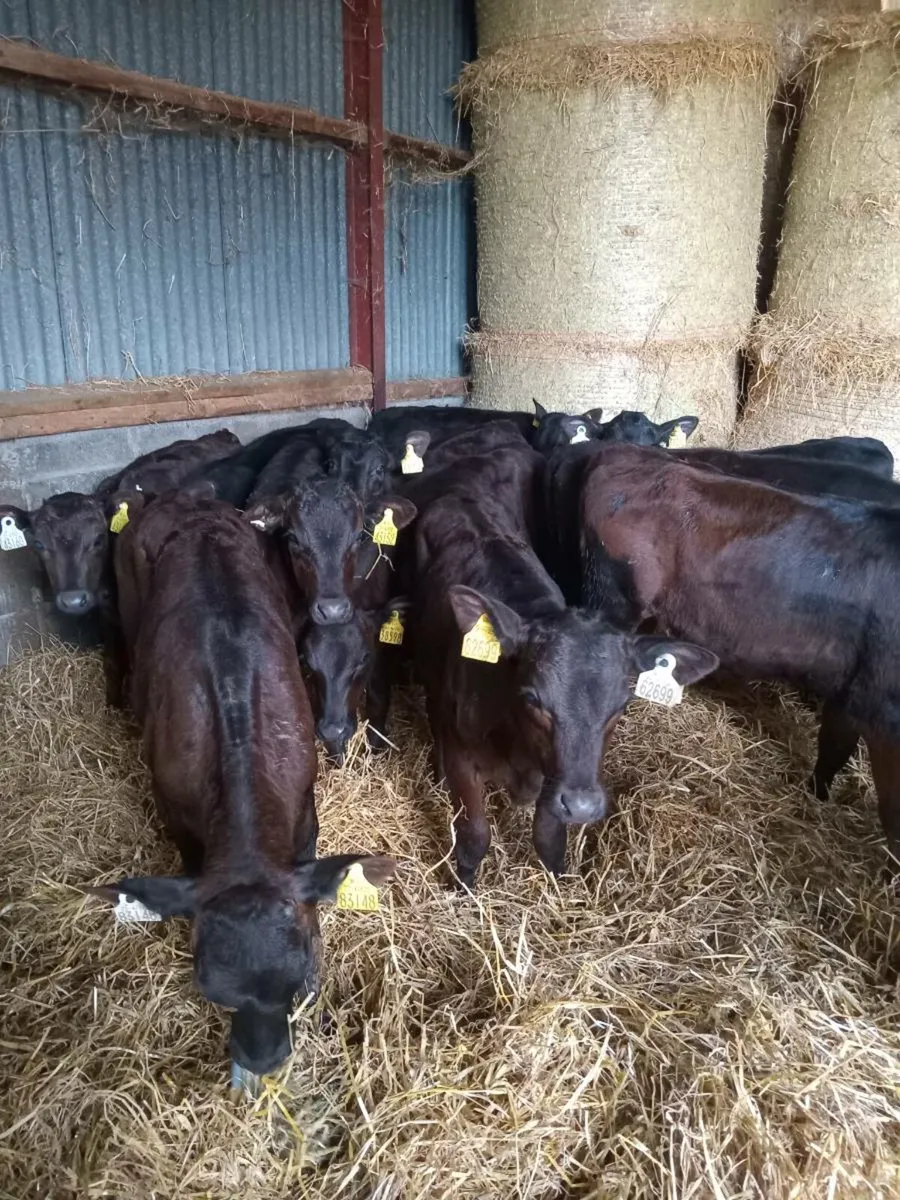 12 super quality reared calves - Image 2