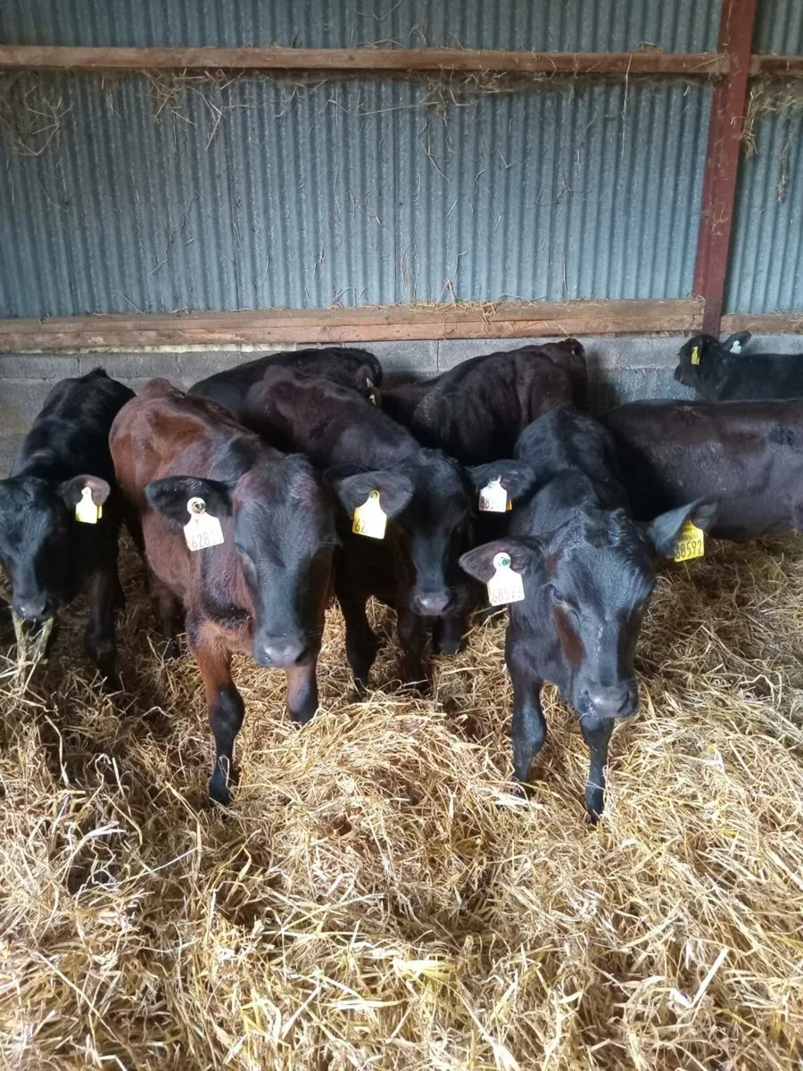 12 super quality reared calves - Image 3