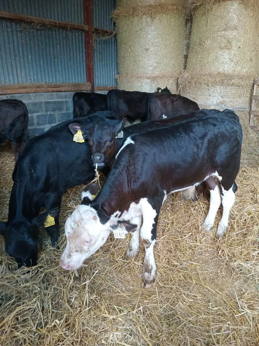 12 super quality reared calves - Image 4