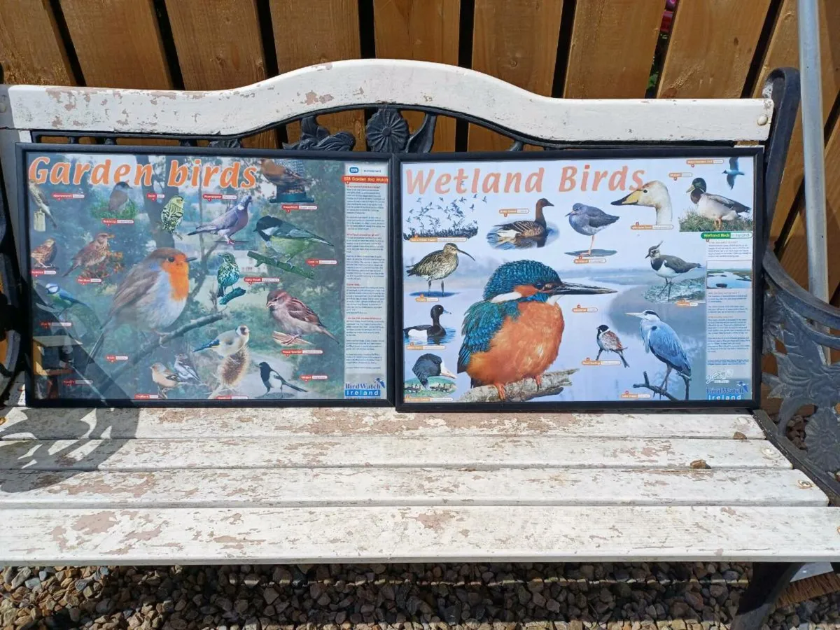 Vintage Bird Pictures - Image 2
