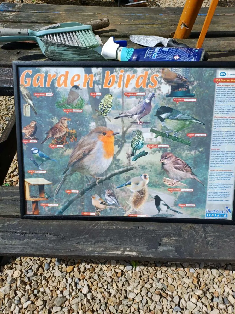 Vintage Bird Pictures - Image 3