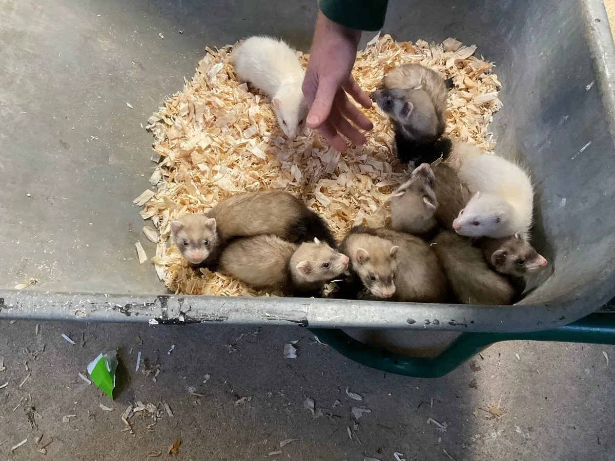 Ferrets - Image 1