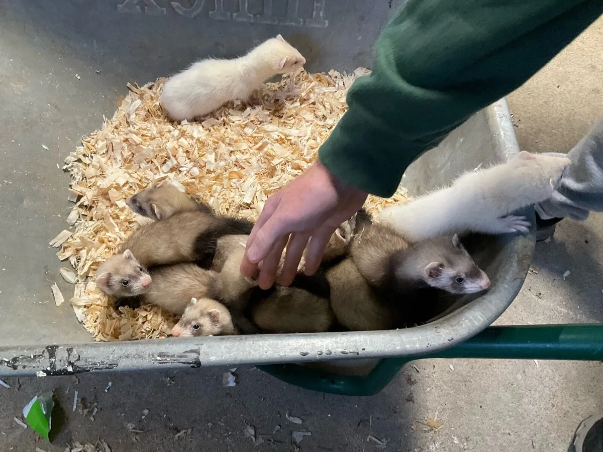Ferrets - Image 2
