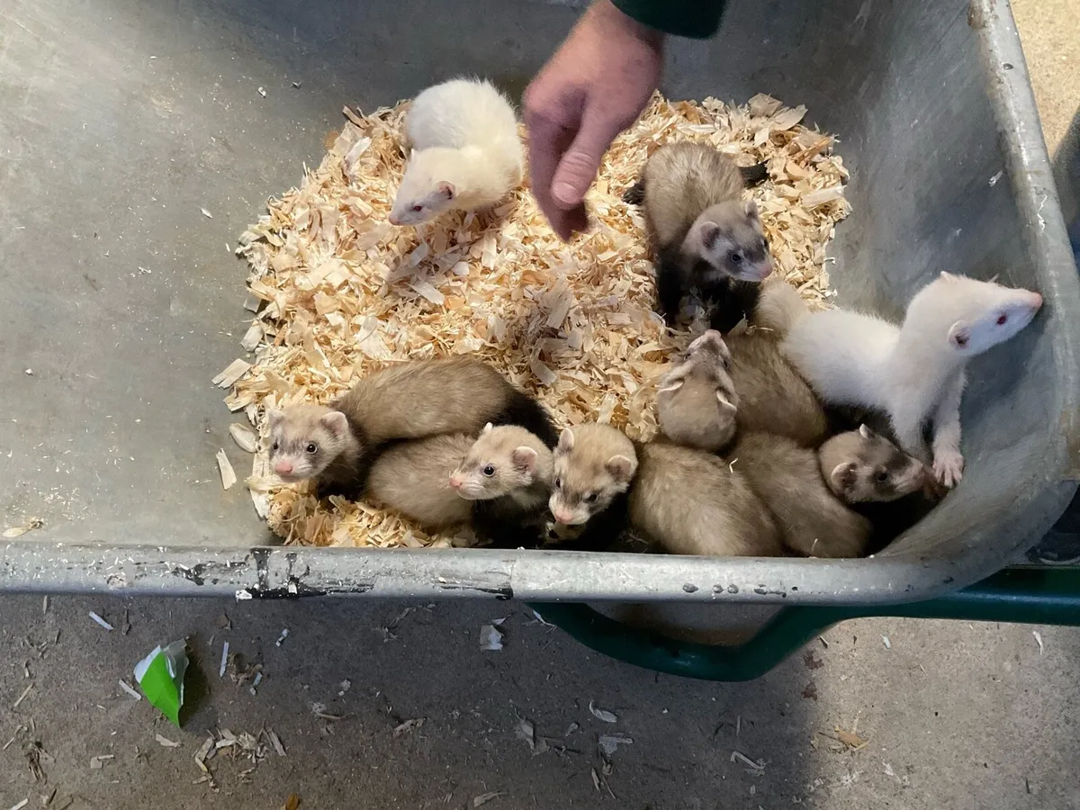 Ferrets - Image 3