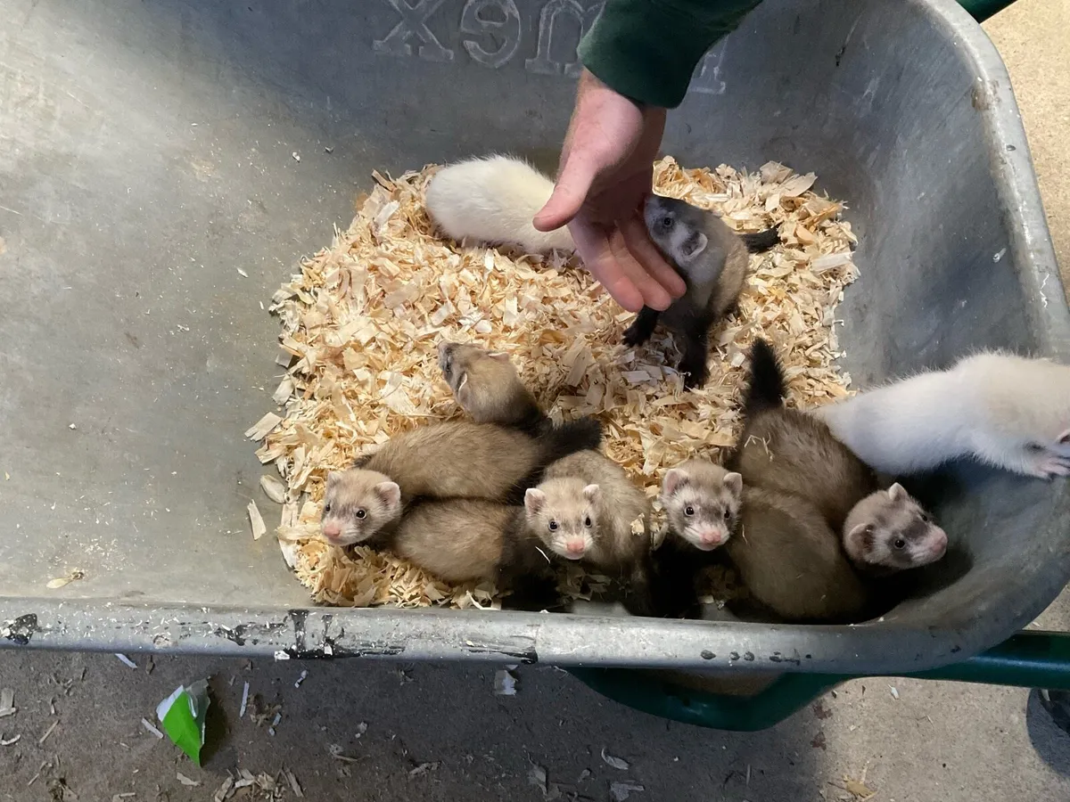Ferrets - Image 4