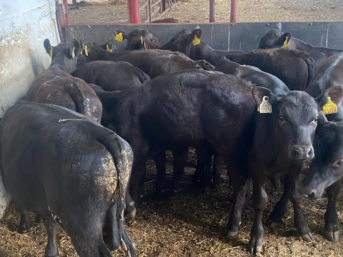 14 Angus Bull Runners - Image 1