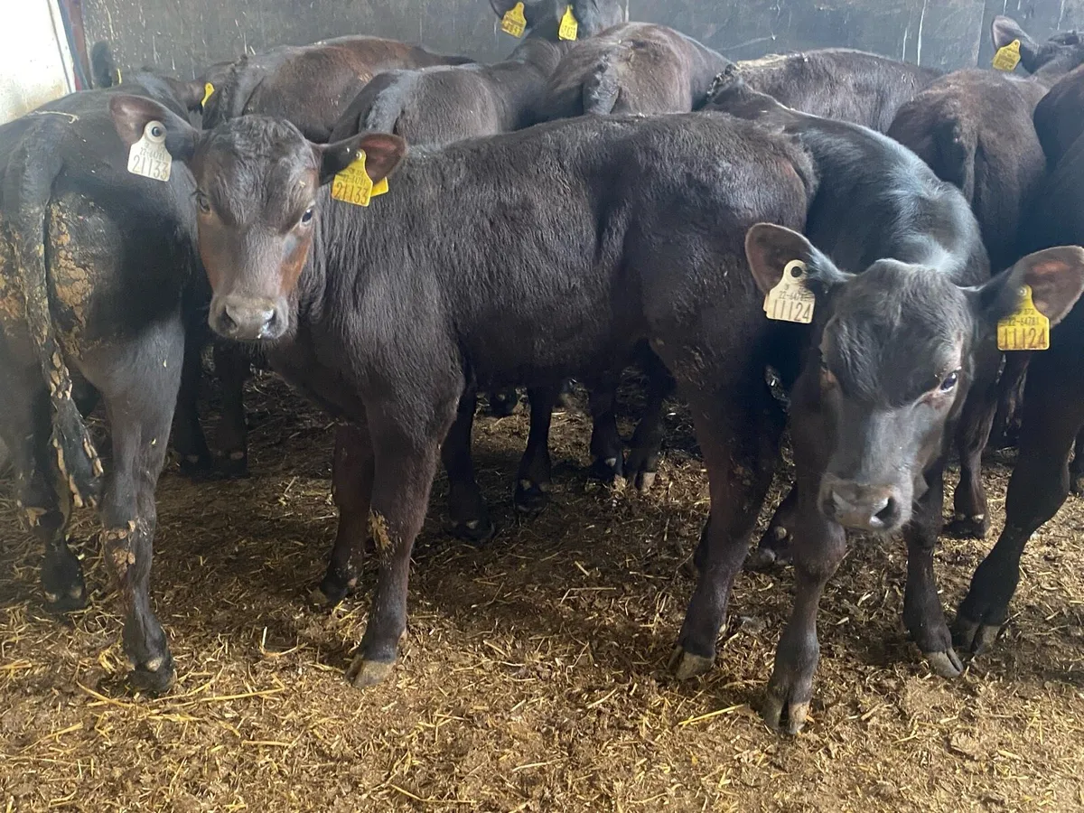 14 Angus Bull Runners - Image 2