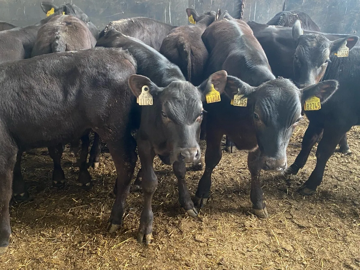 14 Angus Bull Runners - Image 3