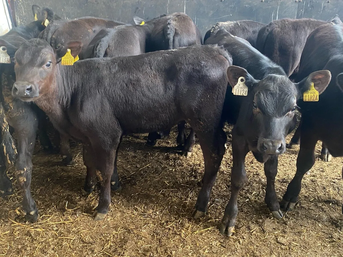 14 Angus Bull Runners - Image 4