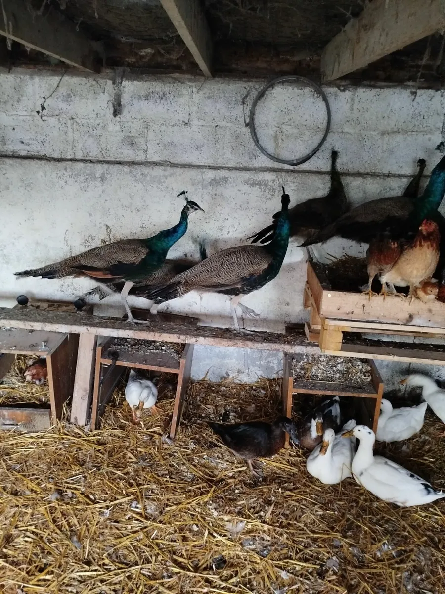 Peacocks - Image 1