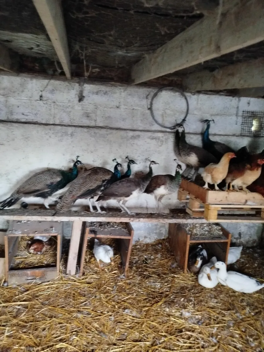 Peacocks - Image 2