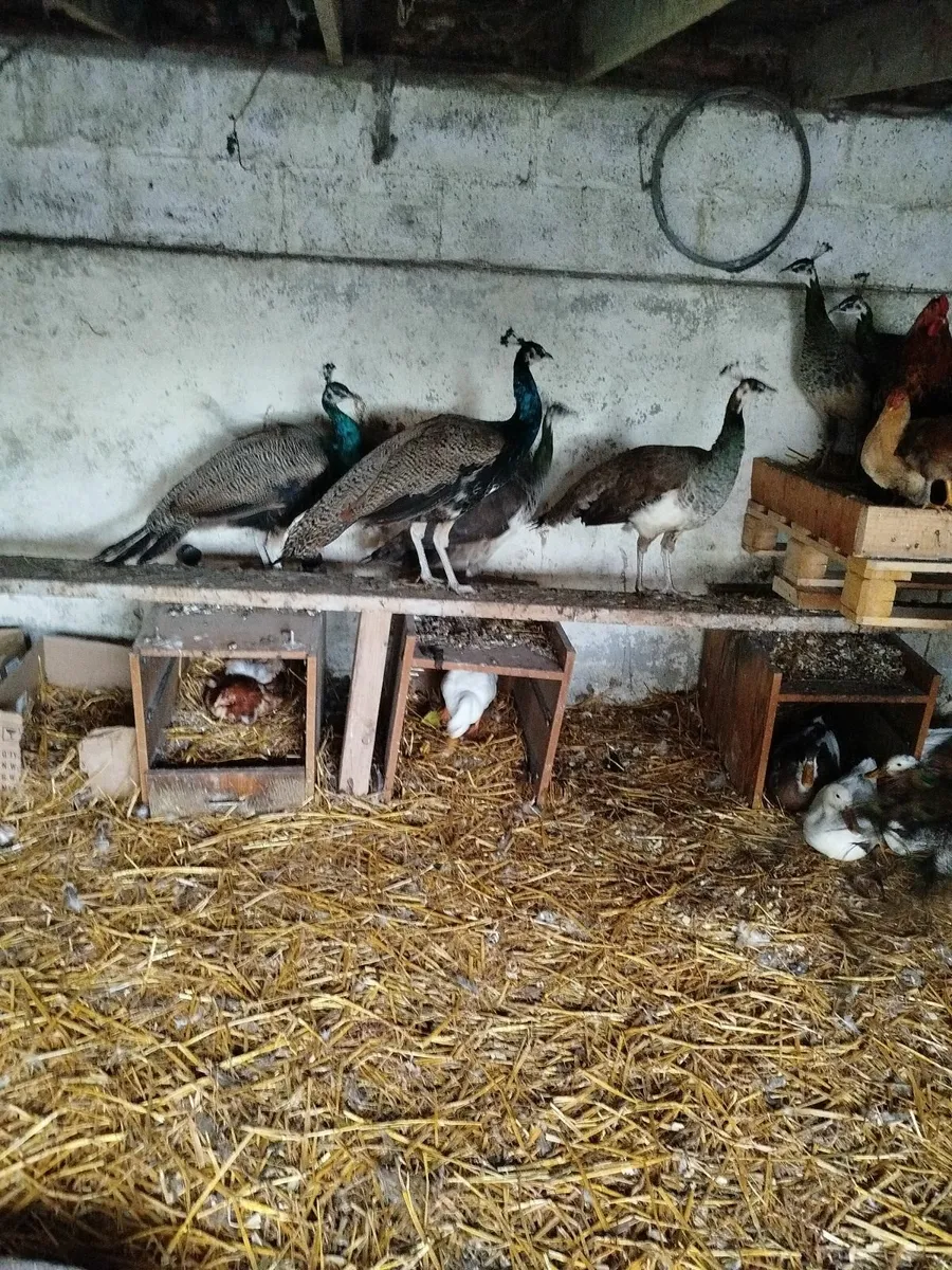 Peacocks - Image 3
