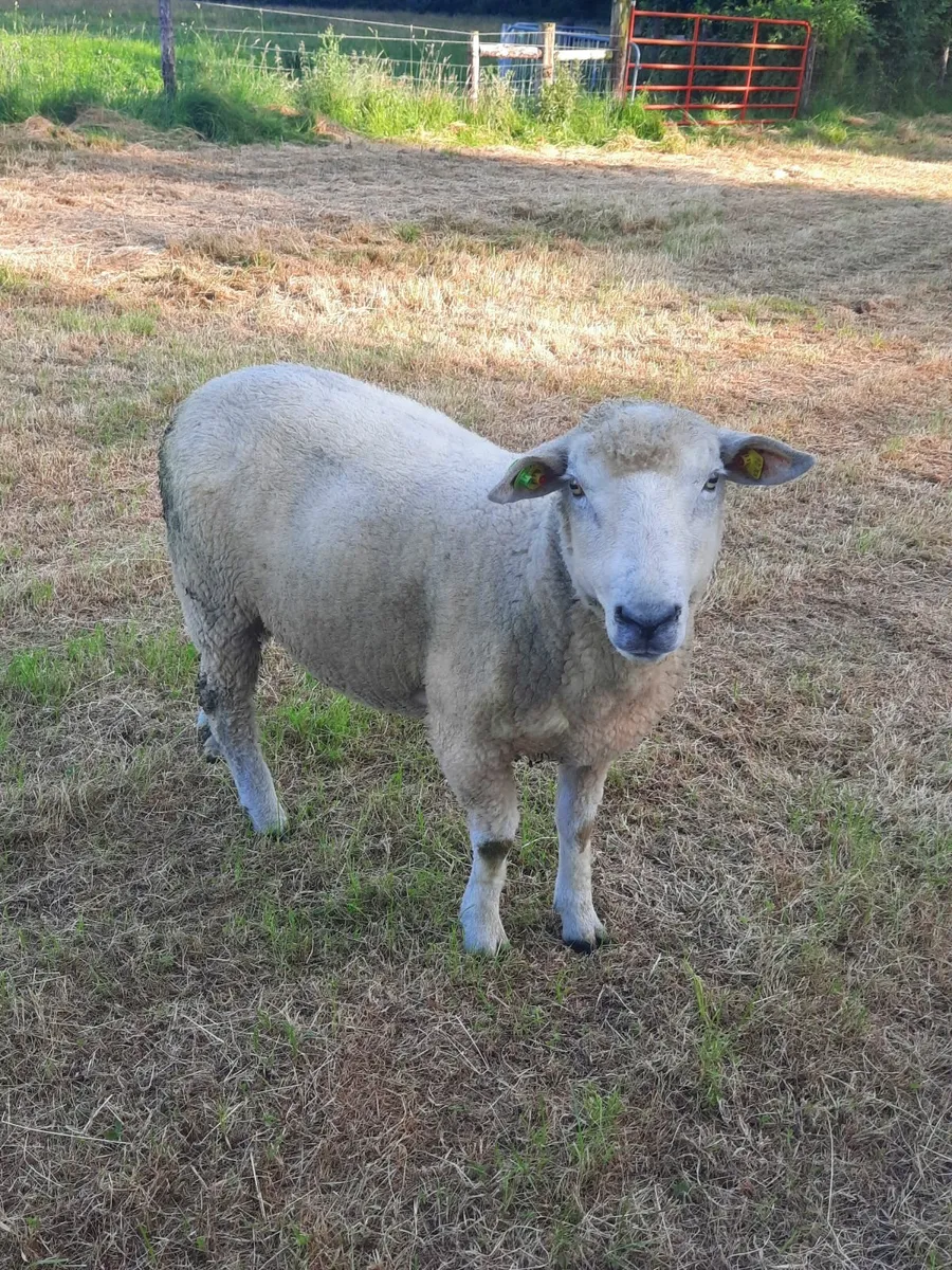 Sheep