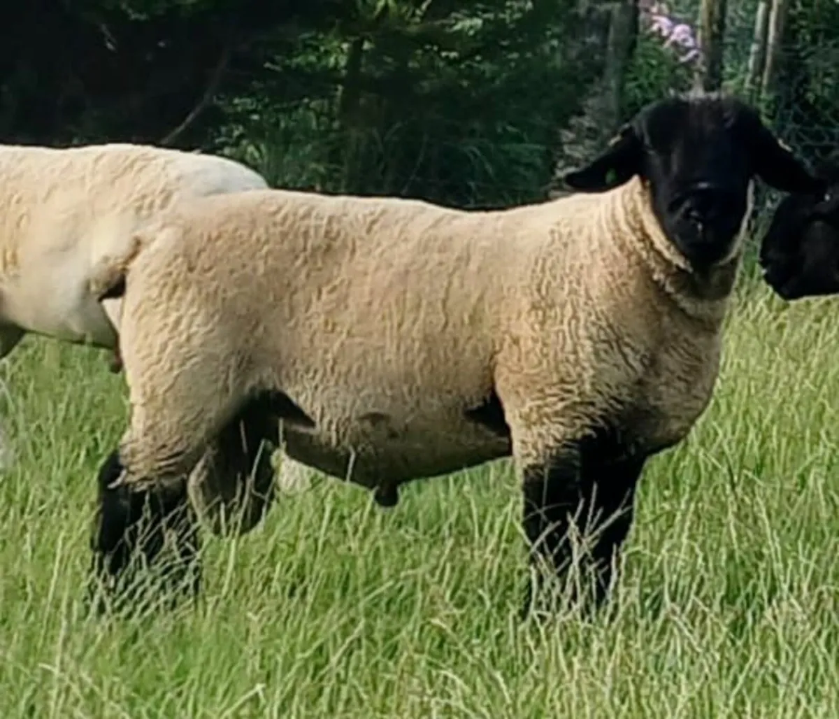 Suffolk Stock Ram - Image 1