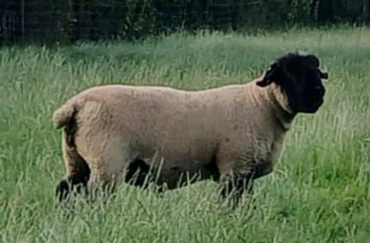 Suffolk Stock Ram - Image 2
